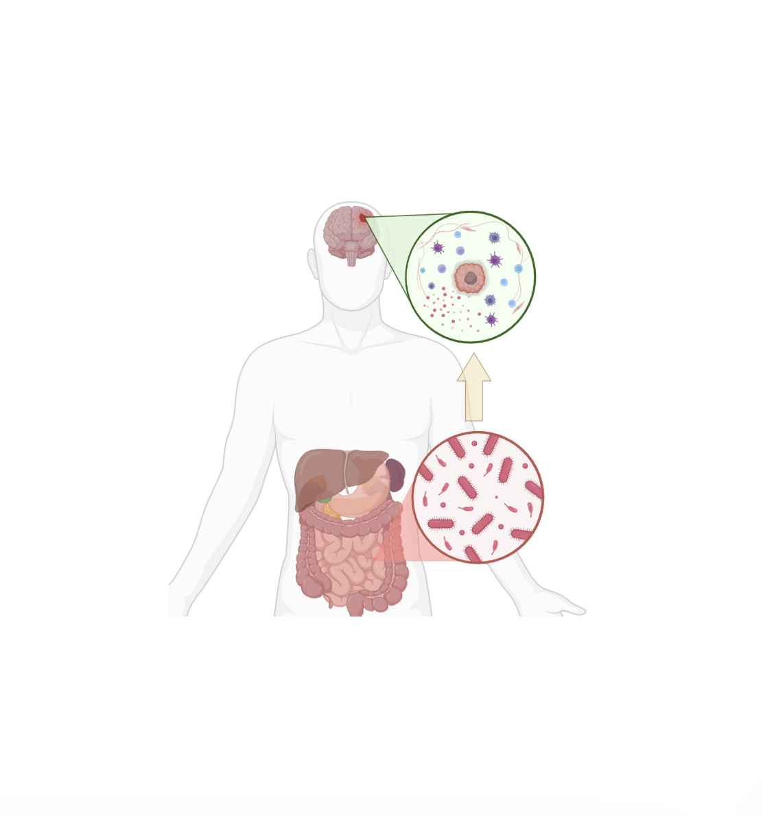 The Gut Microbiome and the Brain: New Frontiers